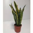 Sansevieria 10/25 