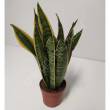 Sansevieria 10/25 