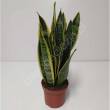 Sansevieria 10/25 