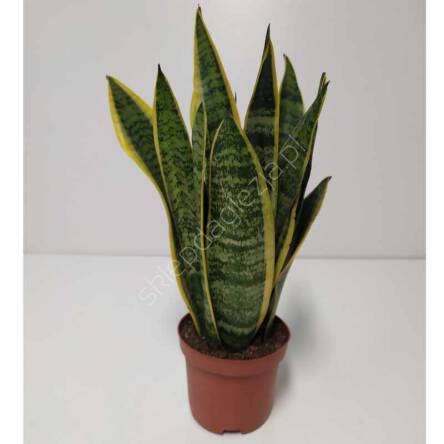 Sansevieria 10/25 