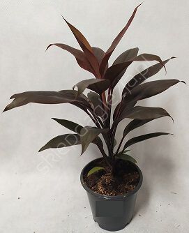 Cordyline 13/55