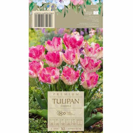 Tulipan Cabanna 12-14 5szt DCO