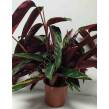 Calathea 14/50 