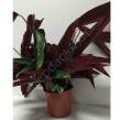 Calathea 14/50 