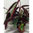 Calathea 14/50 