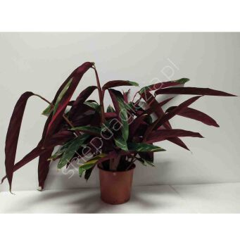 Calathea 17/65  