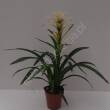 Guzmania 15/65