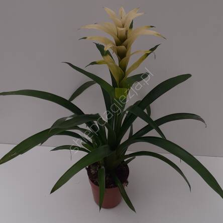 Guzmania 15/65