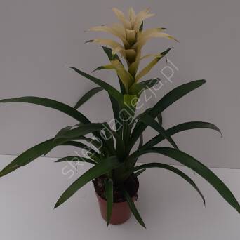 Guzmania 12/45