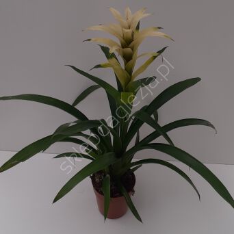 Guzmania 12/45