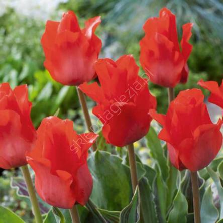 Tulipan Red Riding 12-14 5szt DCO