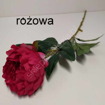 Piwonia pojedyńcza  F4-5