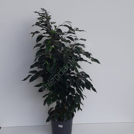 Ficus Benjamin 21/100