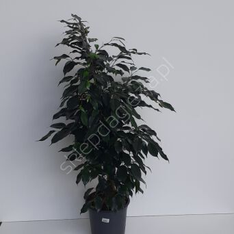 Ficus Benjamin 14/55