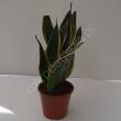 Sansevieria 14/45