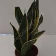 Sansevieria 14/45