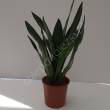 Sansevieria 14/45