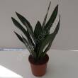 Sansevieria 14/45