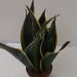 Sansevieria 14/45