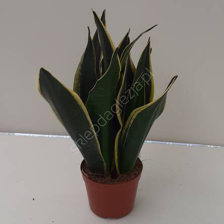 Sansevieria 14/45