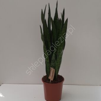 Sansevieria 21/70