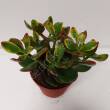 Crassula 10,5/15 