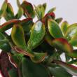 Crassula 10,5/15 