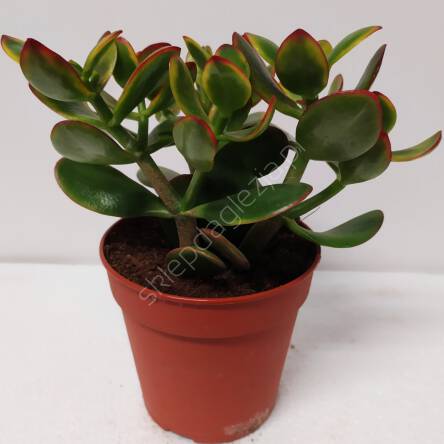 Crassula 10,5/15 