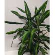 Dracena 17/80 