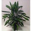 Dracena 17/80 