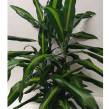 Dracena 17/80 