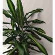 Dracena 17/80 