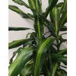 Dracena 17/80 