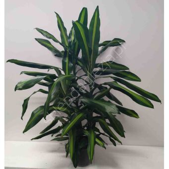 Dracena 17/80 