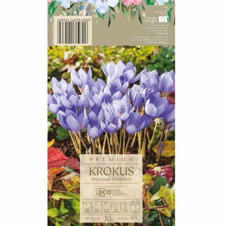 
Krokus Speciosus 5-6 10szt DCO
