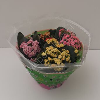 Kalanchoe Blossfelda 13/25