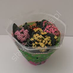 Kalanchoe Blossfelda 13/25