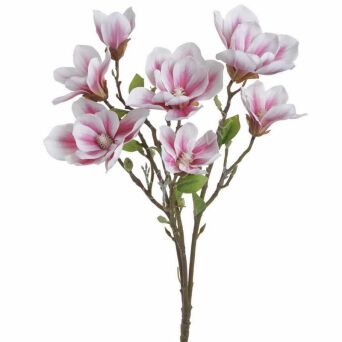 Magnolia x7 56cm 