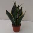 Sansevieria 14/35 