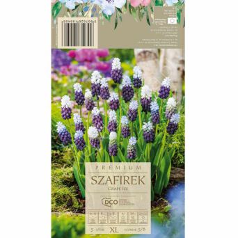 Szafirek Muscari Ice 5 - 6 5szt DCO