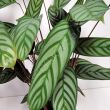 Calathea Compactstar 14/65