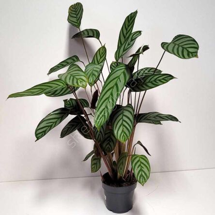 Calathea Compactstar 14/65