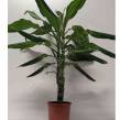 Dracena 11/40 