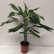 Dracena 11/40 