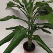 Dracena 11/40 