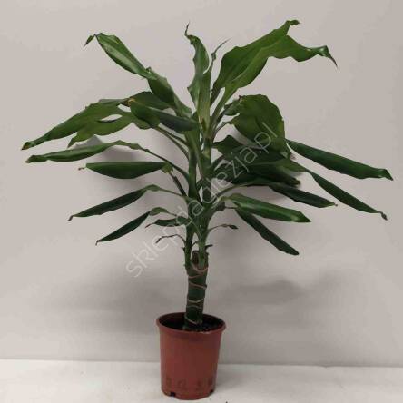 Dracena 11/40 