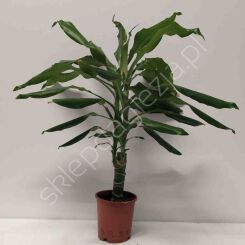 Dracena 12/45