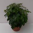 Schefflera 21/50 