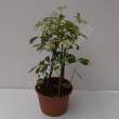 Schefflera 21/50 