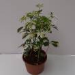 Schefflera 21/50 